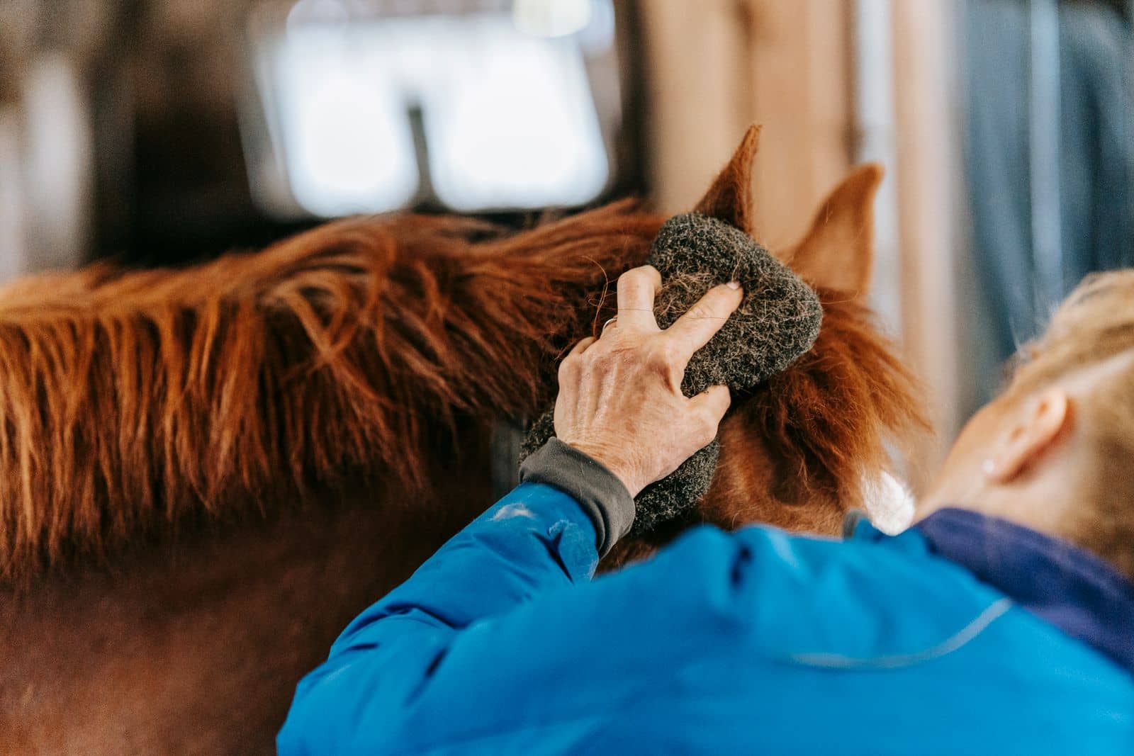 A groom brushing a horse in the stable yard