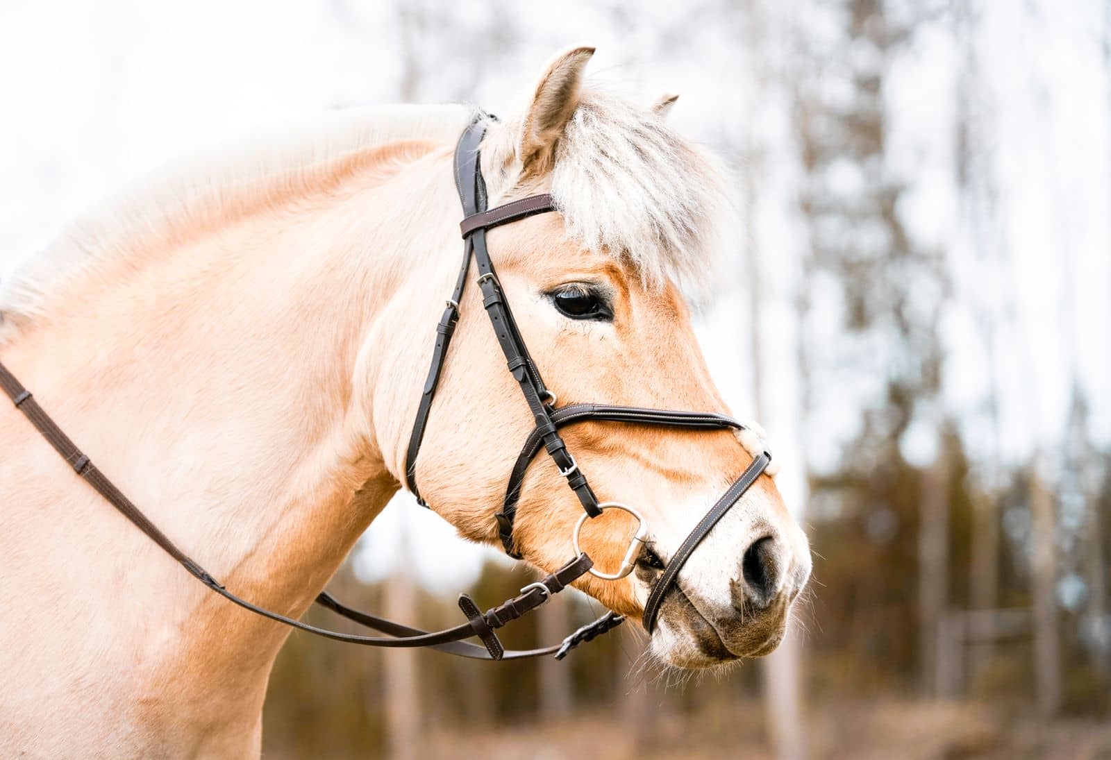 Tack & Bridles